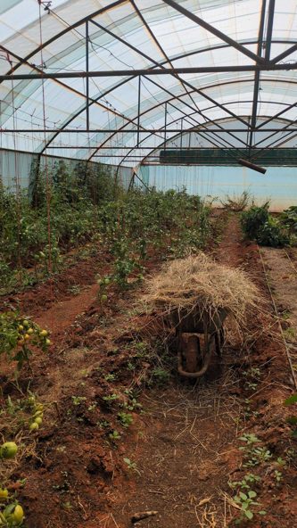 Polytunnel mit Tomatenpflanzen