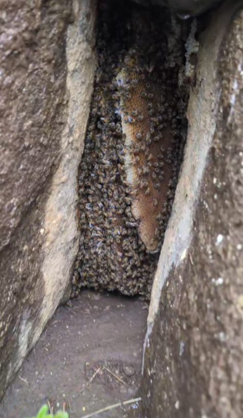 Wildbienennest an der Bergspitze
