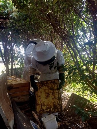 Propolis-Extraktion