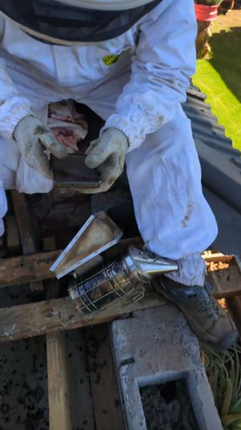 Dachblech aufgebrochen und Kolonie vorübergehend in ein Eimer umgesiedelt