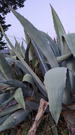 Agave americana (an invasive, widespread species)